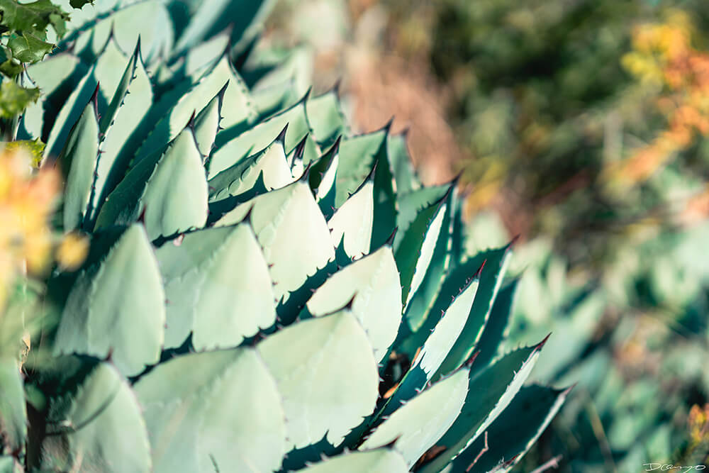 Floral, natural, and textural photos from my travels in the Bay Area in California, and more.